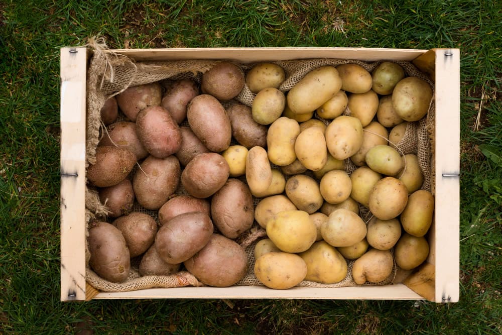 Mid-Season Potatoes Second Earlies